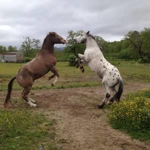 Meet your Posher, Becca